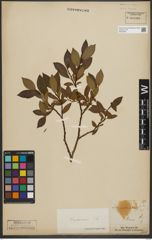 Foto von Salix phylicifolia L.